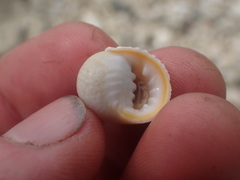 Nerita plicata