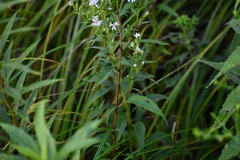 Symphyotrichum urophyllum