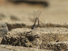 Argia emma