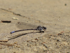 Argia emma