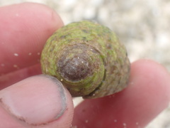 Nerita plicata
