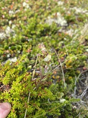 Pedicularis
