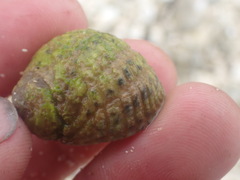 Nerita plicata