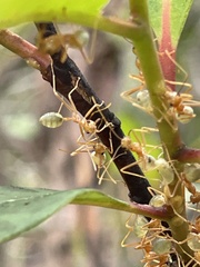 Oecophylla smaragdina