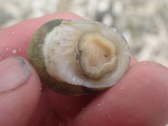 Nerita plicata