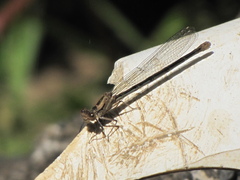 Argia emma
