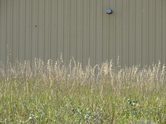 Symphyotrichum falcatum