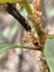 Oecophylla smaragdina