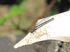 Argia emma