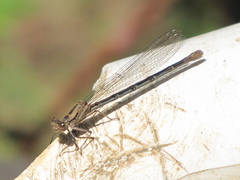 Argia emma