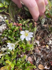 Cerastium alpinum