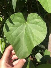 Aristolochia fimbriata