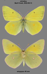 Colias christina