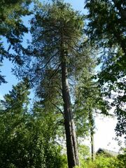 Pinus contorta contorta