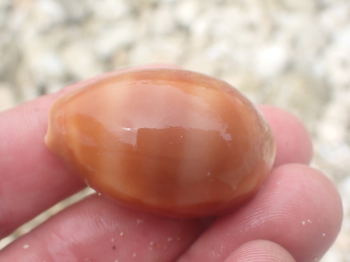 Cypraea schilderorum observed 2022-06-04