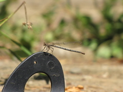 Argia emma