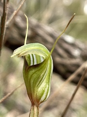 Pterostylis concinna