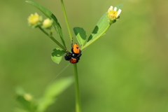 Phidippus apacheanus