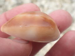 Lyncina schilderorum