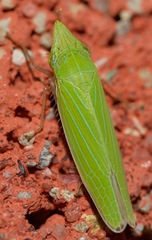 Draeculacephala robinsoni