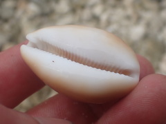 Lyncina schilderorum