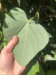 Aristolochia fimbriata