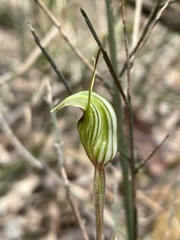 Pterostylis concinna