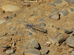 Argia emma