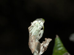 Sidymella rubrosignata