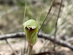 Pterostylis concinna