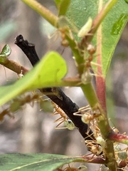 Oecophylla smaragdina