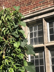 Aristolochia fimbriata