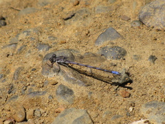 Argia emma
