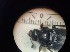 Nicrophorus humator