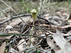 Pterostylis concinna