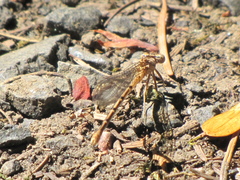 Argia emma