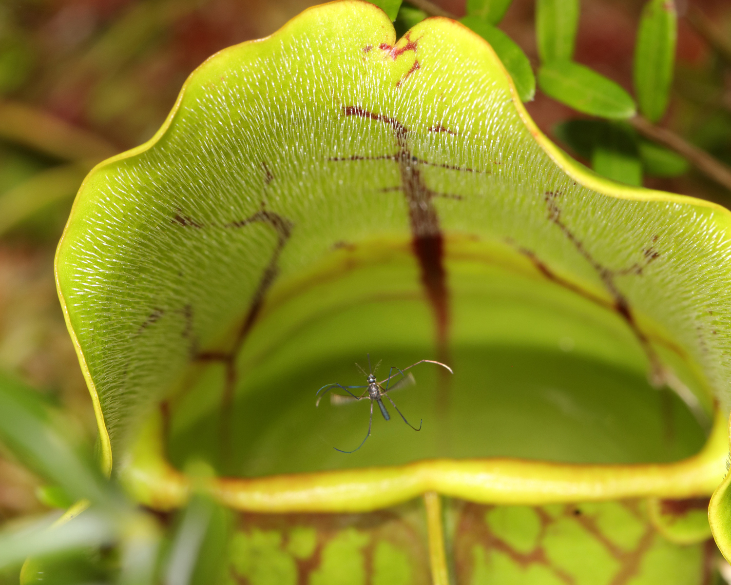 Pitcher-plant Mosquito (Wyeomyia smithii)  iNaturalist