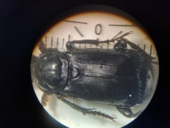 Nicrophorus humator
