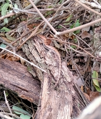 Gerrhonotus infernalis