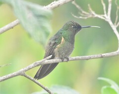 Boissonneaua flavescens