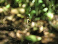 Micrathena decorata