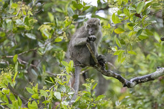 Macaca fascicularis