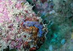 Pteraeolidia ianthina