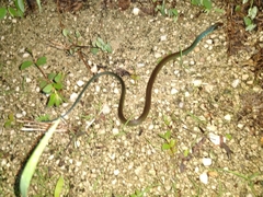 Drymobius margaritiferus