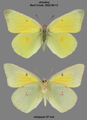 Colias christina