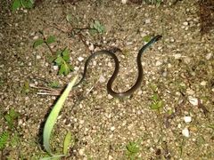 Drymobius margaritiferus