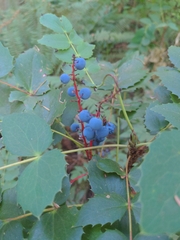 Berberis nervosa