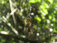 Micrathena decorata