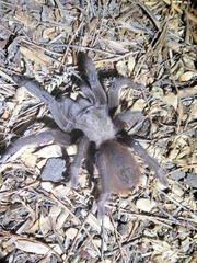 Theraphosinae
