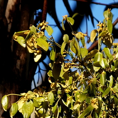 Notothixos subaureus